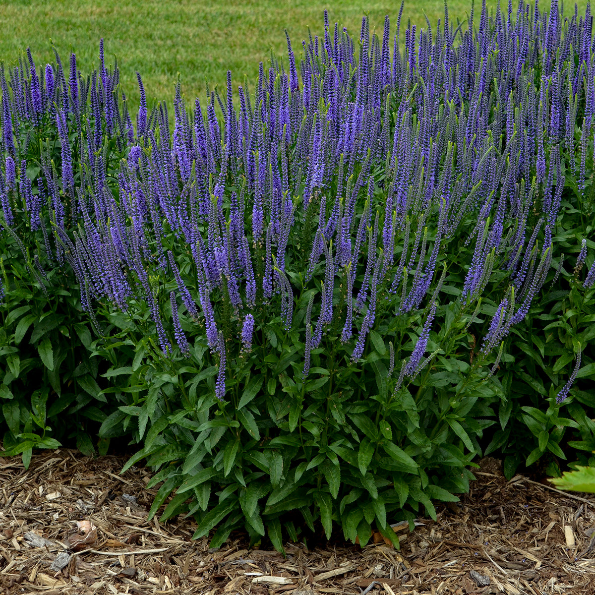 Speedwell, Spiked 'Blue Skywalker' (Veronica)