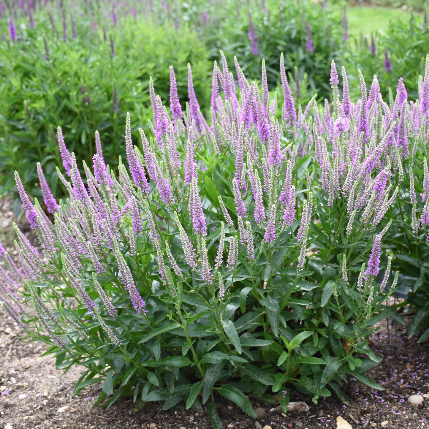 Speedwell, Spiked 'Da Vinci Delight' (Veronica)