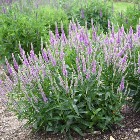 Speedwell, Spiked 'Da Vinci Delight' (Veronica)