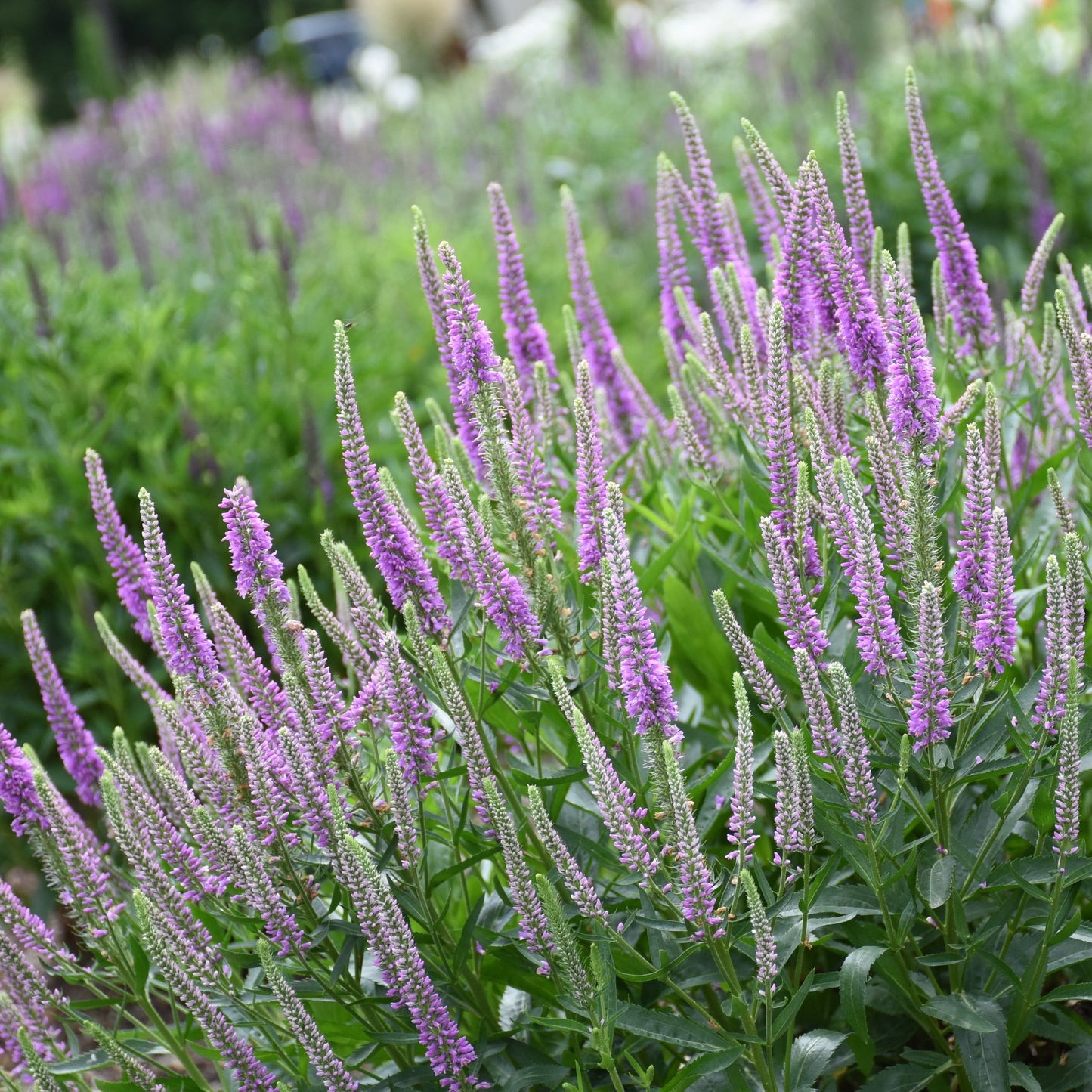 Speedwell, Spiked 'Da Vinci Delight' (Veronica)