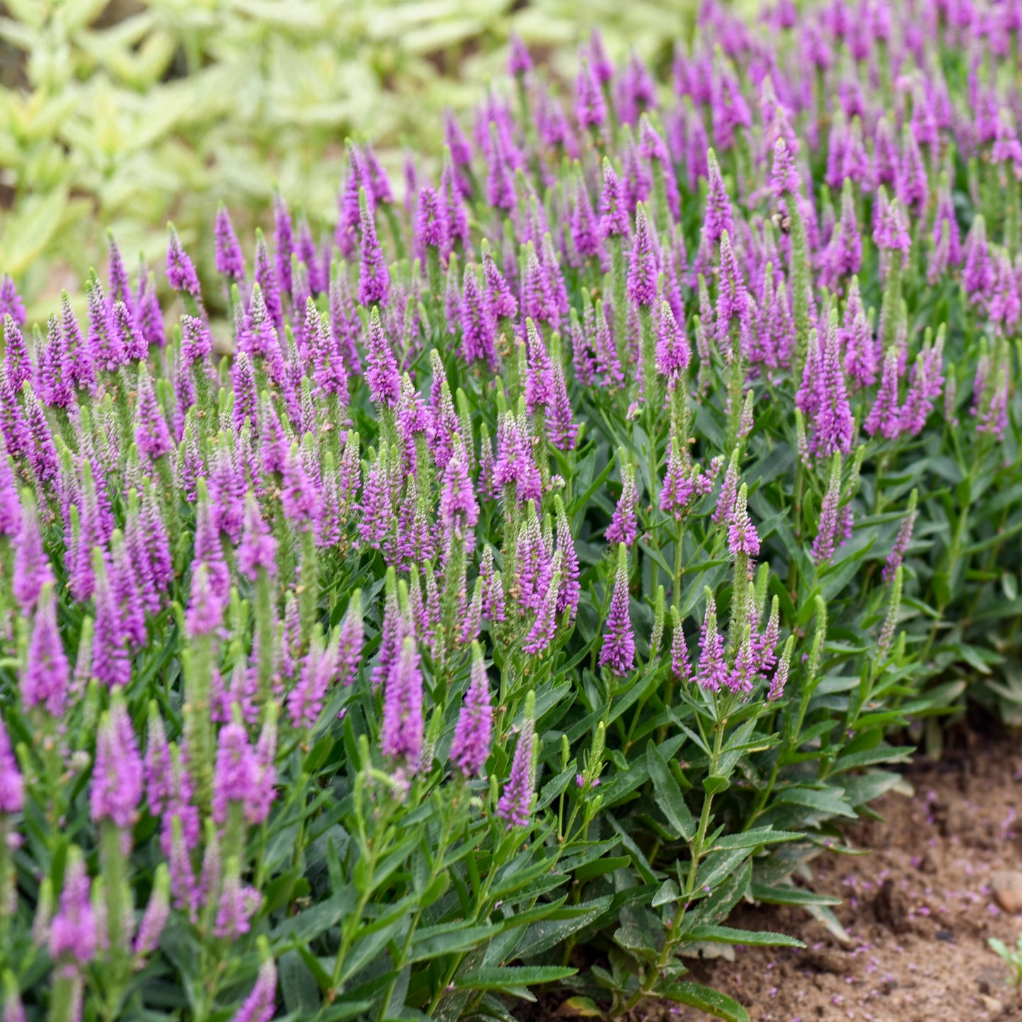 Speedwell, Spiked 'Da Vinci Delight' (Veronica)