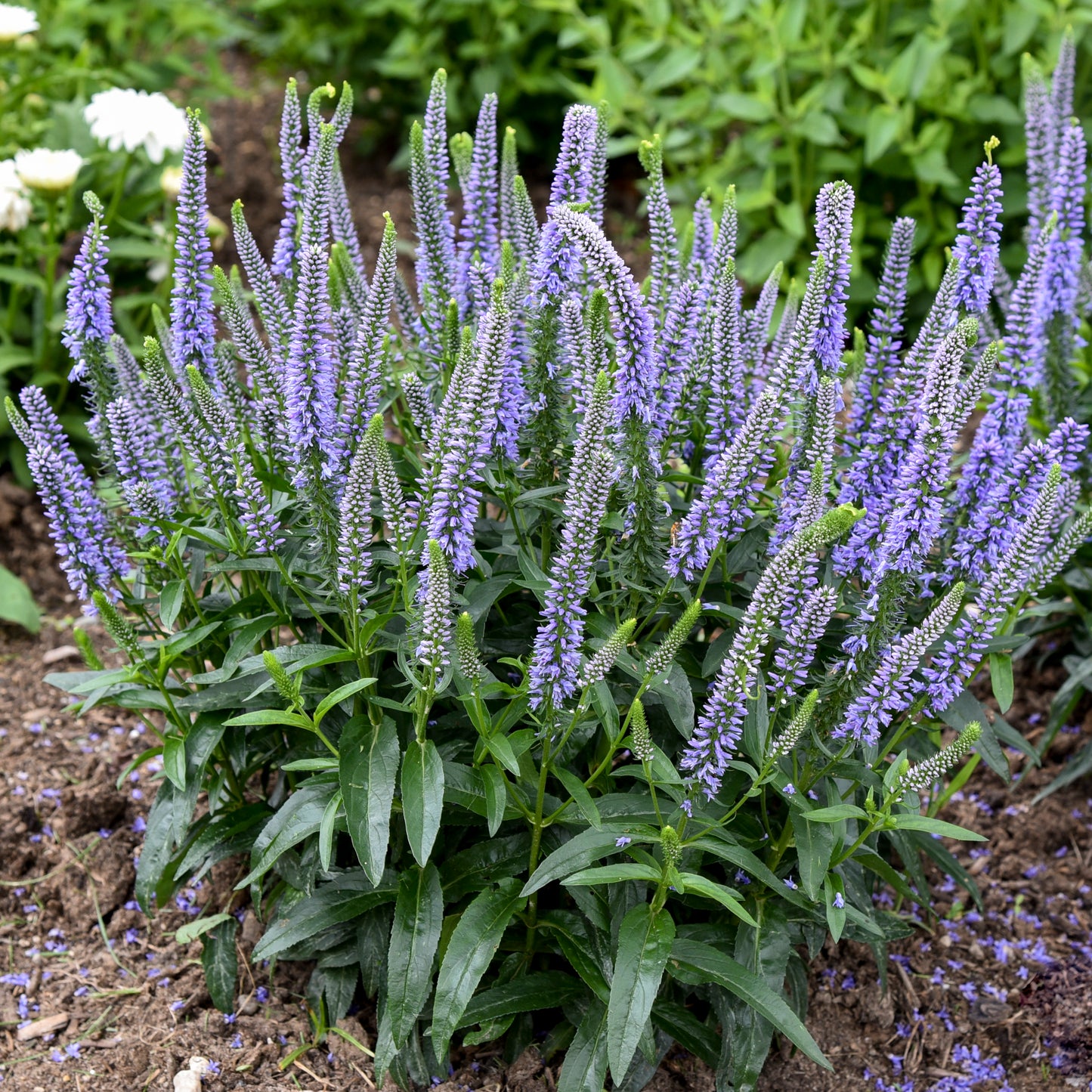 Speedwell, Spiked 'Magic Show Ever After' (Veronica)