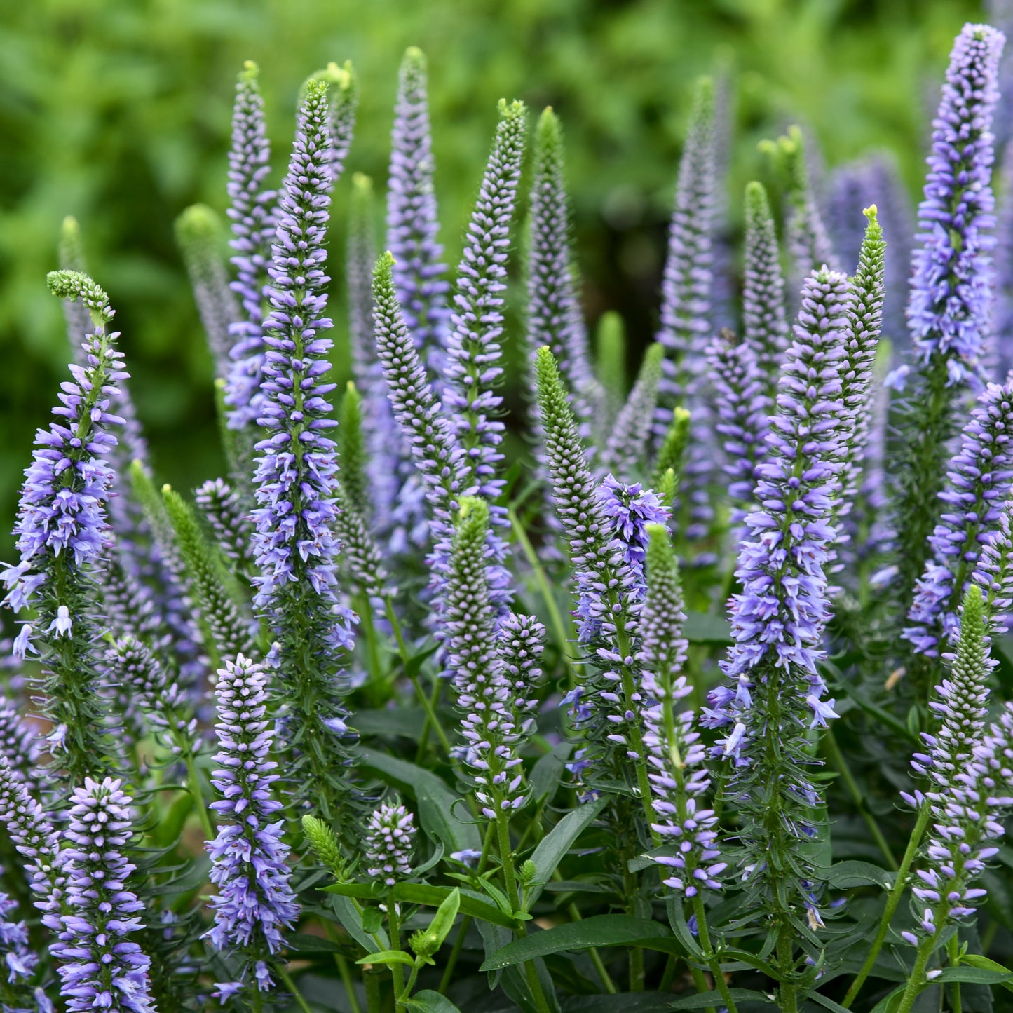 Speedwell, Spiked 'Magic Show Ever After' (Veronica)