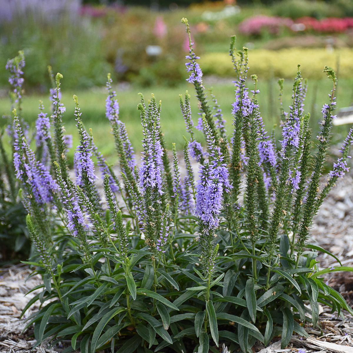 Speedwell, Spiked 'Magic Show Ever After' (Veronica)