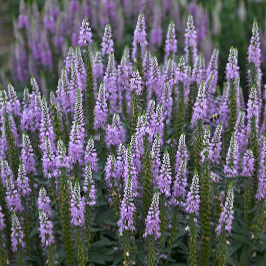 Speedwell, Spiked 'Lavender Lightsaber' (Veronica)