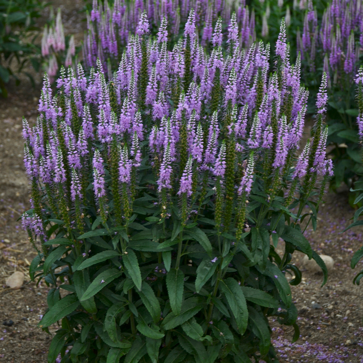 Speedwell, Spiked 'Lavender Lightsaber' (Veronica)