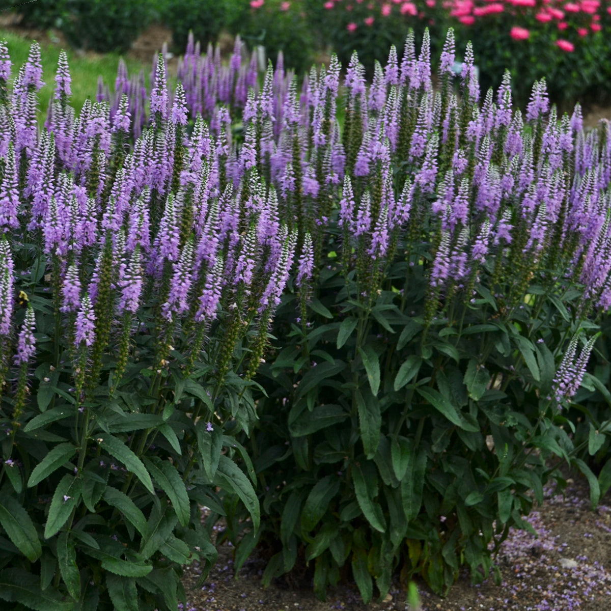 Speedwell, Spiked 'Lavender Lightsaber' (Veronica)