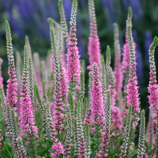 Speedwell, Spiked 'Perfectly Picasso' (Veronica)