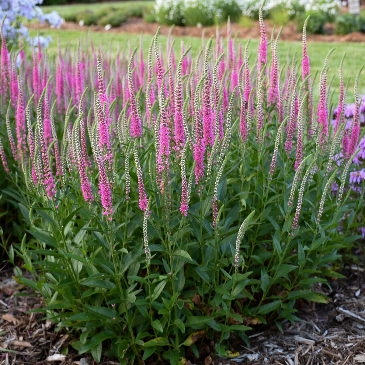 Speedwell, Spiked 'Perfectly Picasso' (Veronica)
