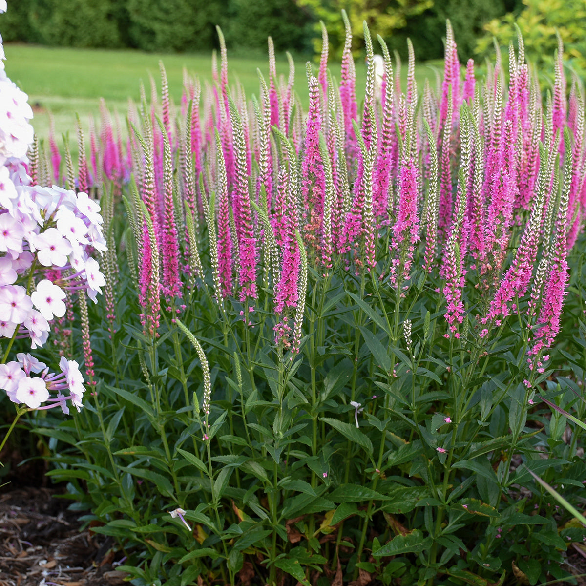 Speedwell, Spiked 'Perfectly Picasso' (Veronica)