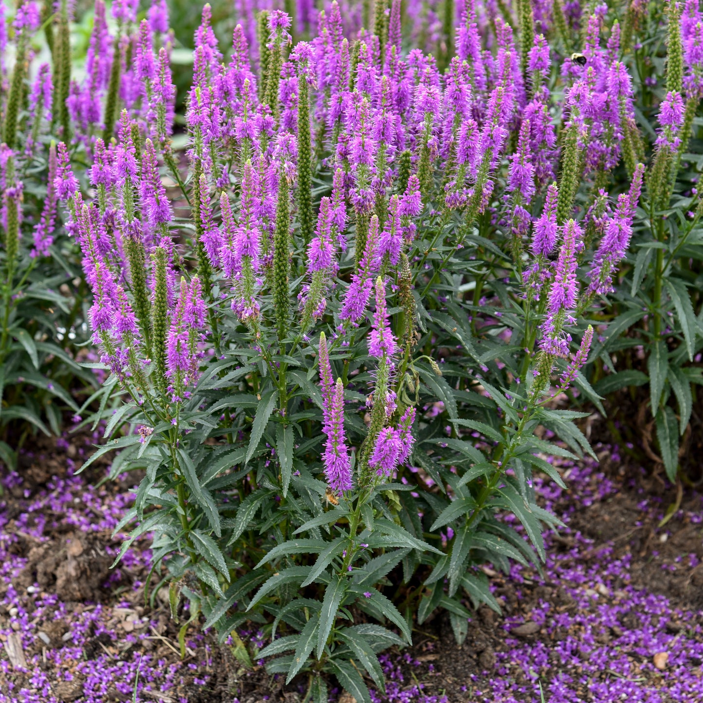 Speedwell, Spiked 'Purple Leia' (Veronica)