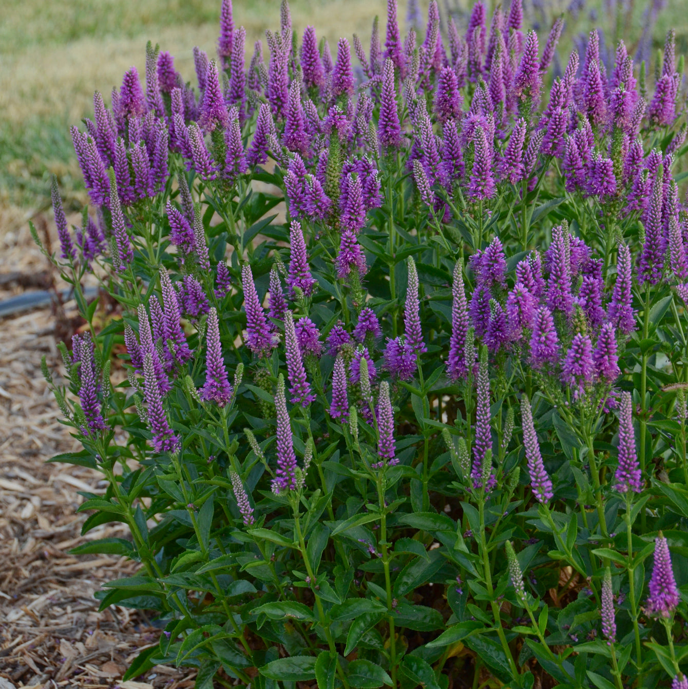 Speedwell, Spiked 'Very Van Gogh' (Veronica)