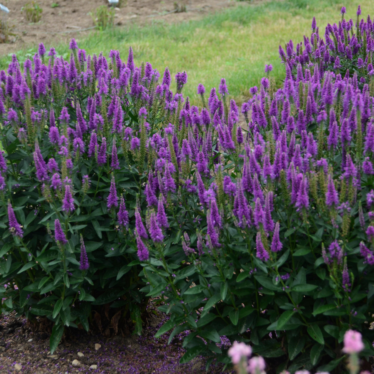 Speedwell, Long-leaf 'Royal Rembrandt' (Veronica)