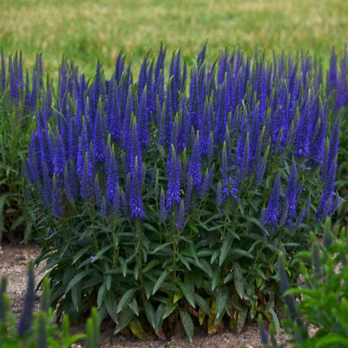 Speedwell, Spiked 'Wizard of Ahhs' (Veronica)