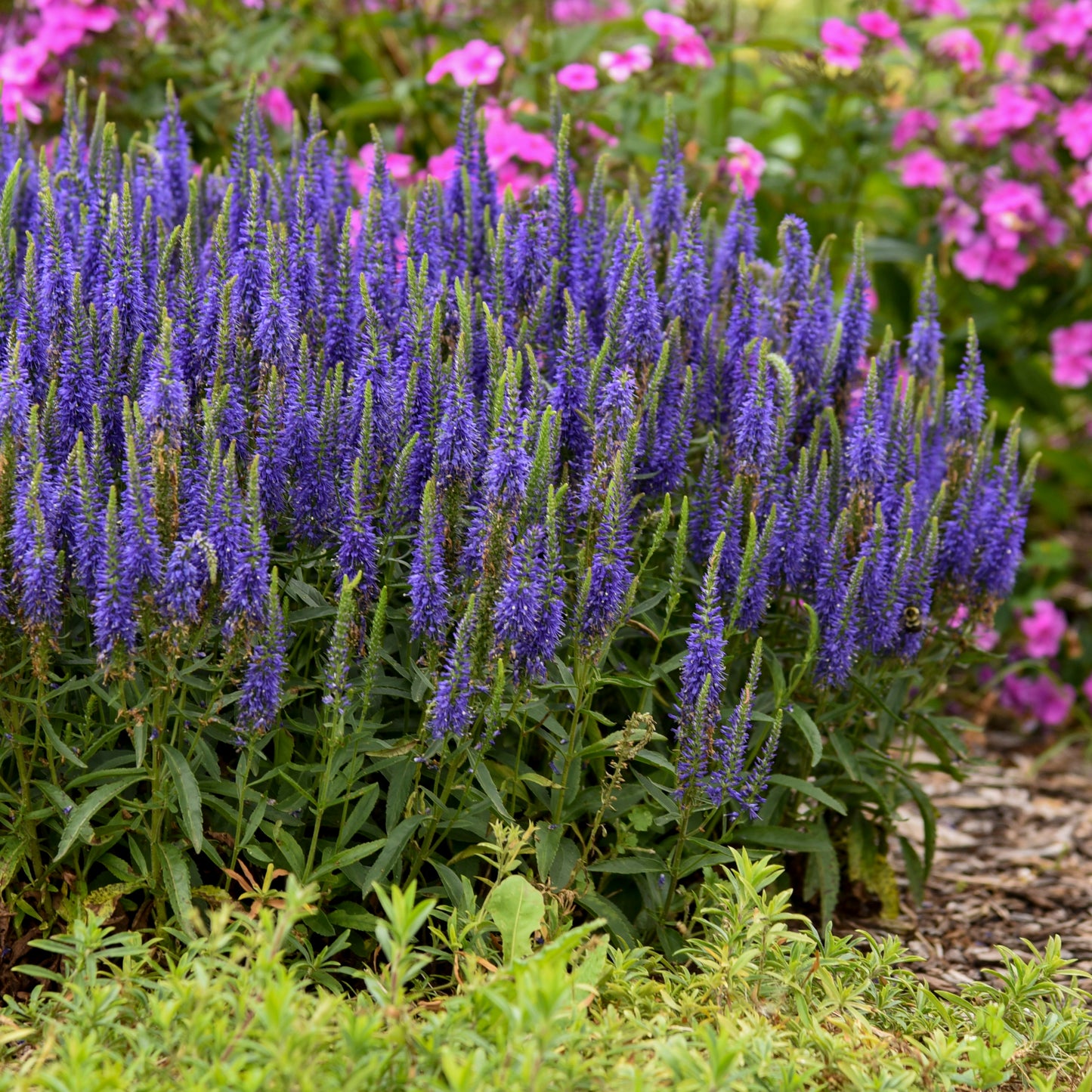 Speedwell, Spiked 'Wizard of Ahhs' (Veronica)