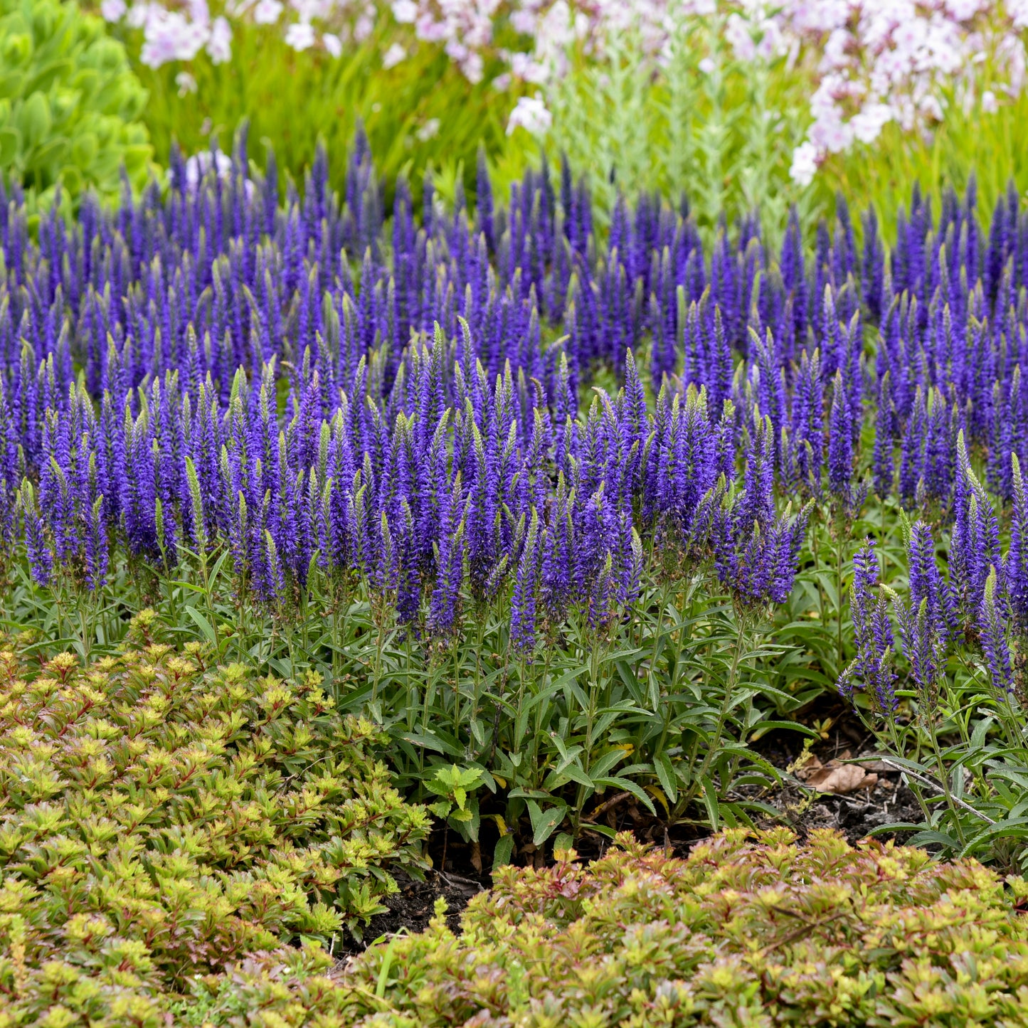 Speedwell, Spiked 'Wizard of Ahhs' (Veronica)