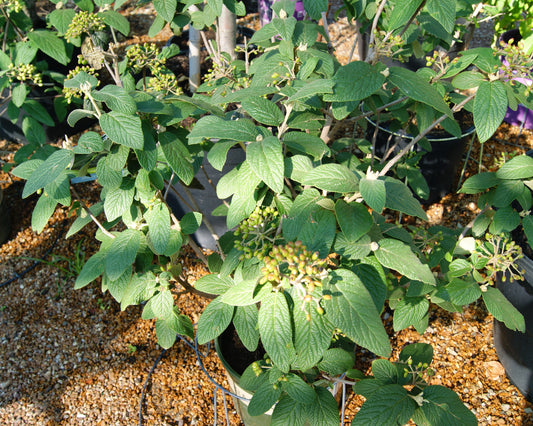 Viburnum x rhytidophylloides 'Alleghany'