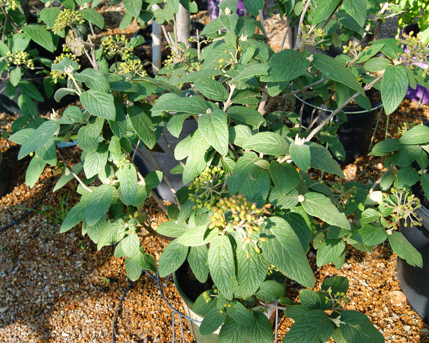 Viburnum x rhytidophylloides 'Alleghany'