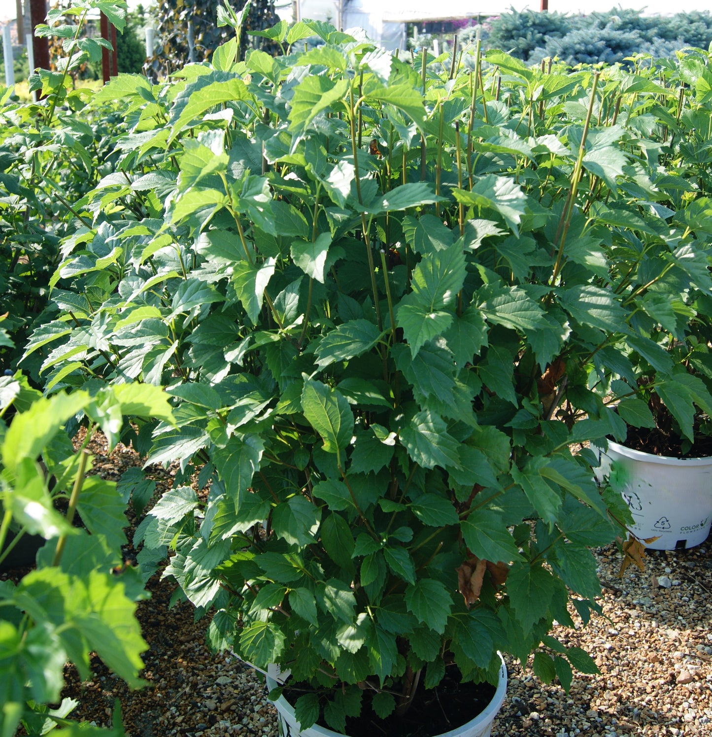 Viburnum dentatum 'Blue Muffin'