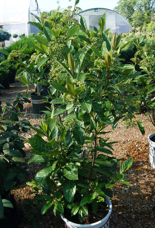 Viburnum, Smooth Witherod 'Brandywine' (Viburnum)