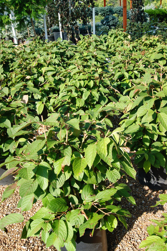 Viburnum plicatum v. tomentosum 'Popcorn'