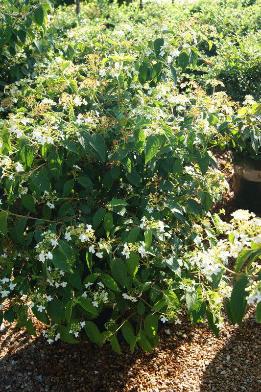 Viburnum, Doublefile 'Summer Snowflake' (Viburnum)