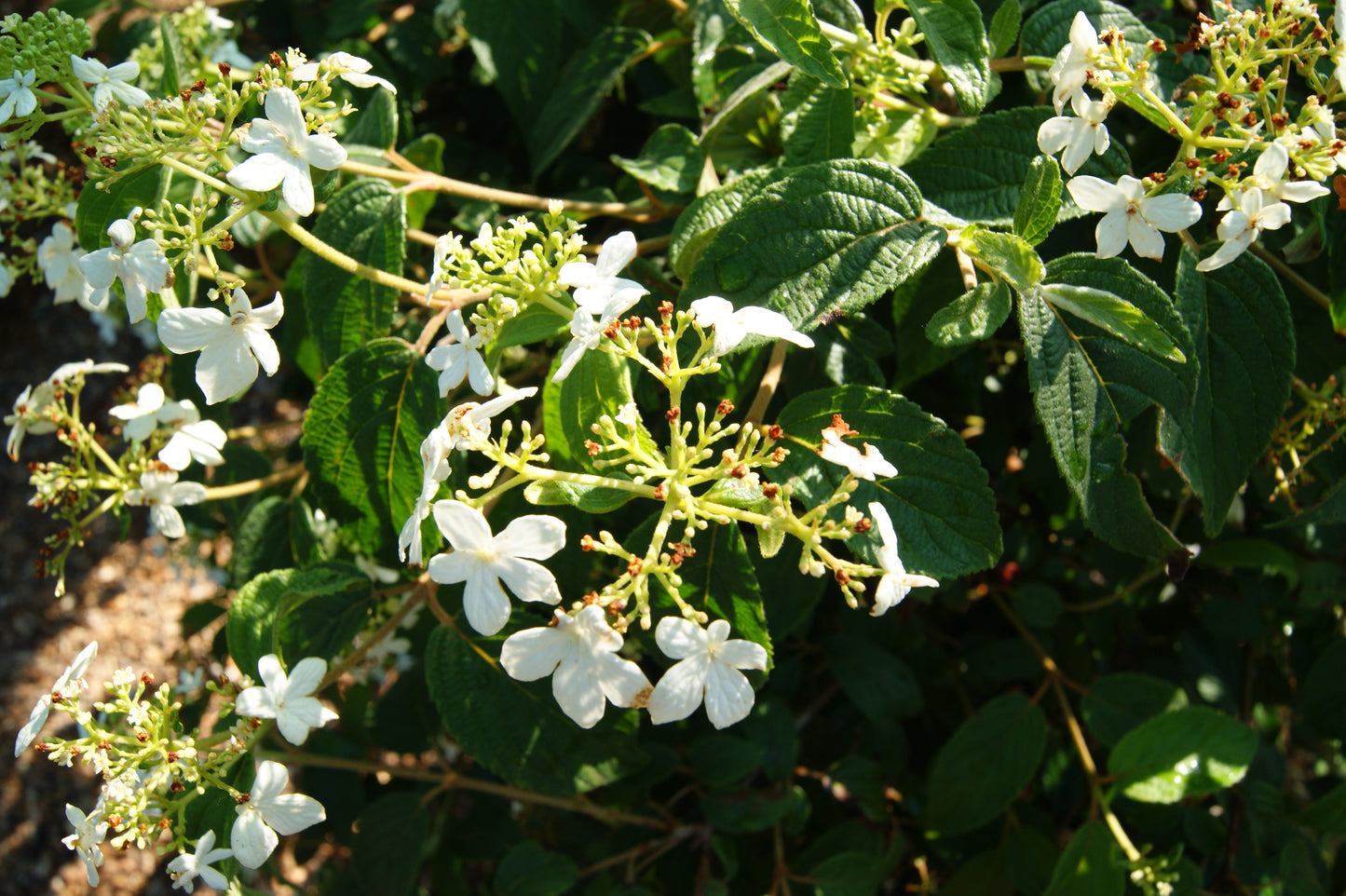 Viburnum plicatum 'Summer Snowflake'