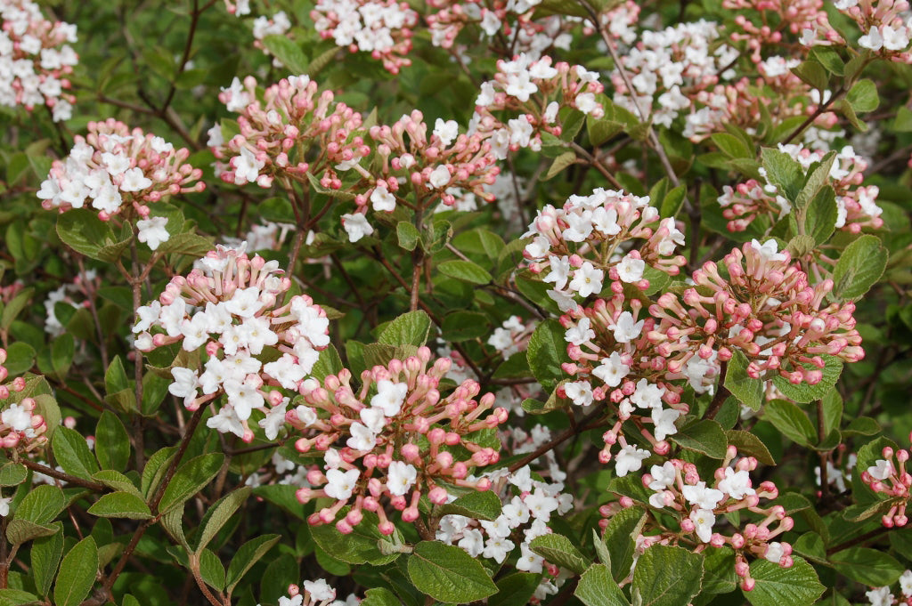 Viburnum carlesii 'Spice Island