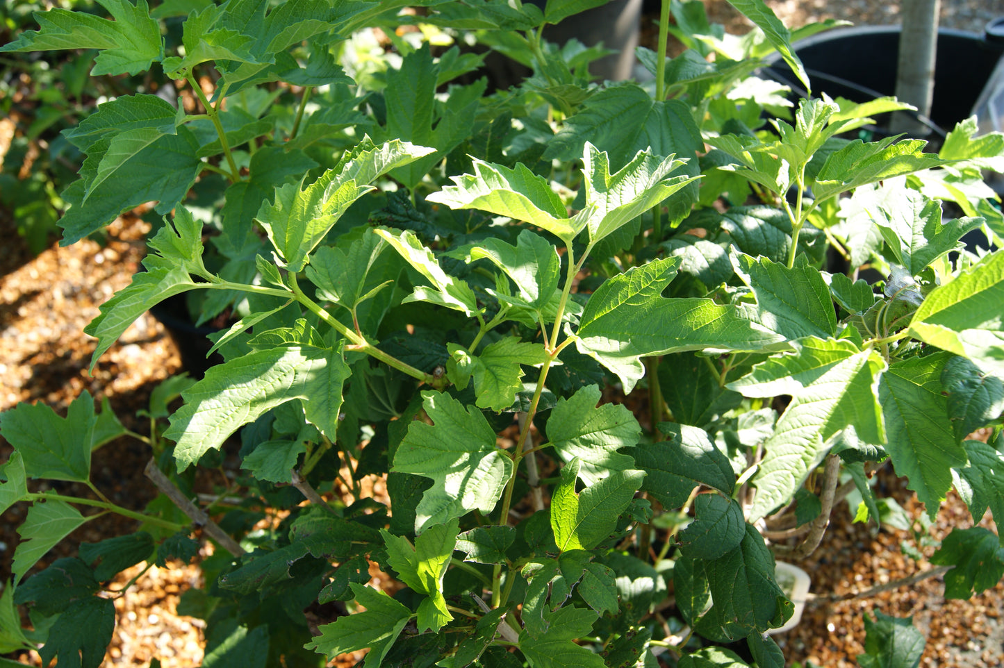 Viburnum opulus 'Sterile'