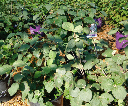 Arrowwood, Korean Spice 'Sugar & Spice' (Viburnum)