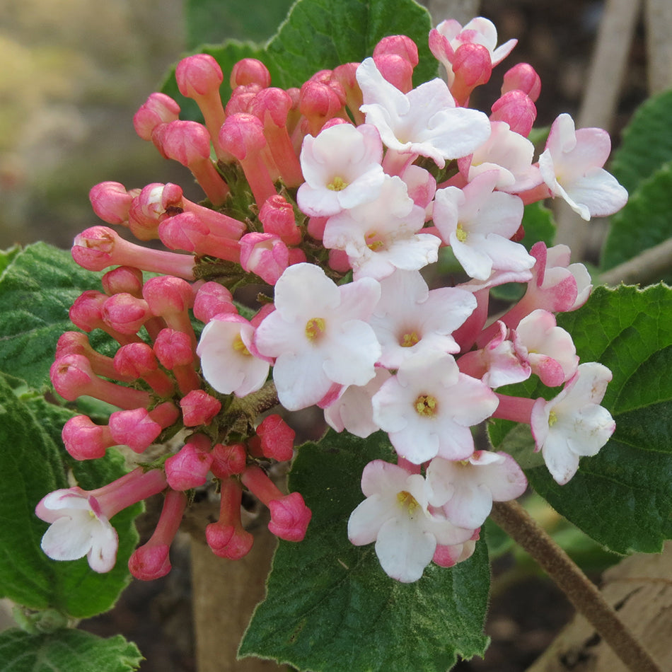 Viburnum carlesii 'Sugar & Spice'