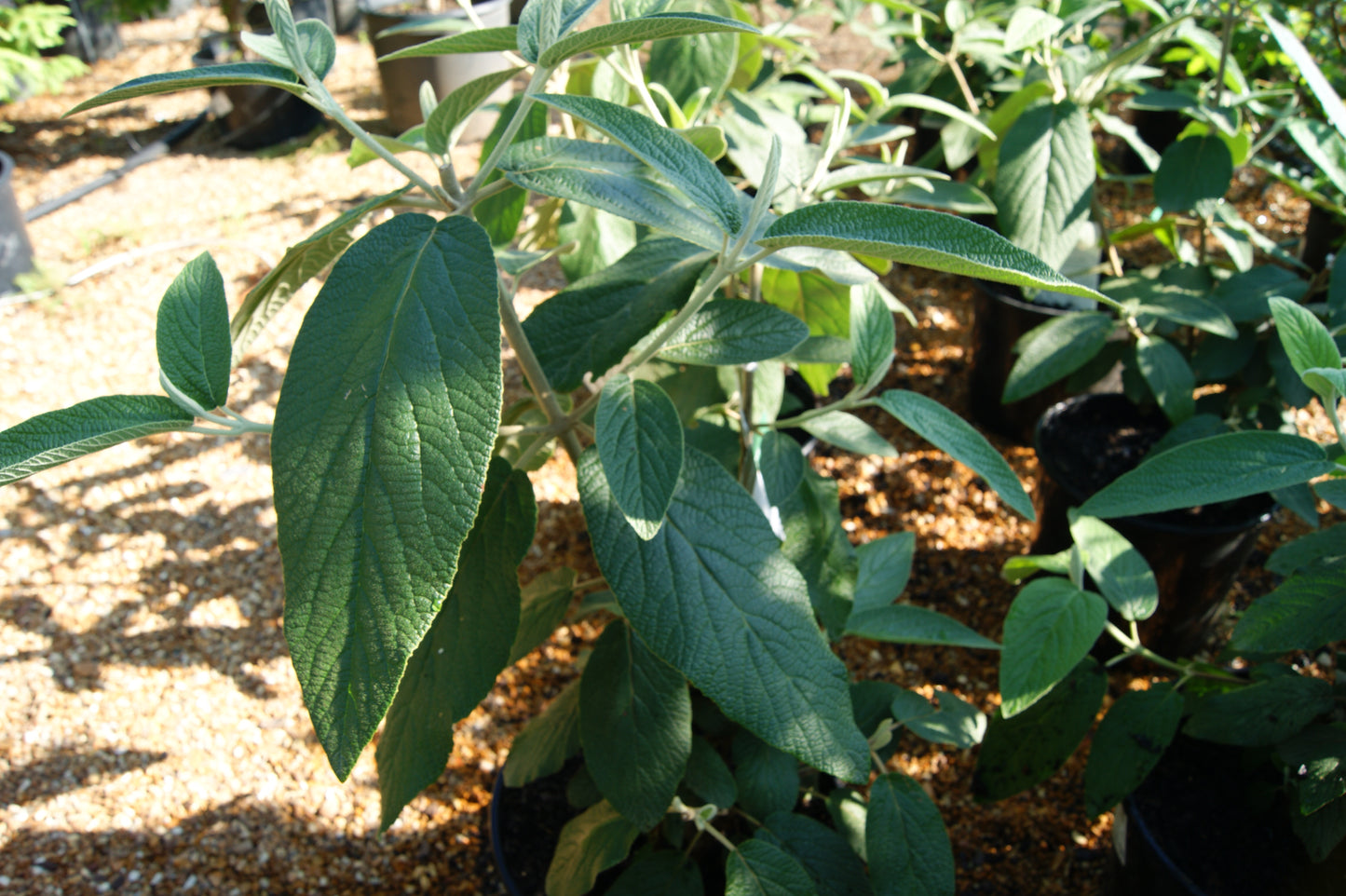 Viburnum rhytidophyllum