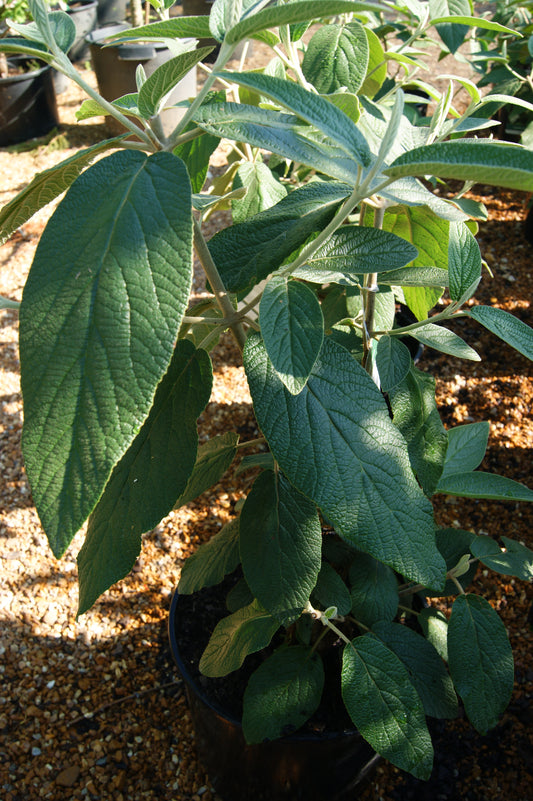 Viburnum rhytidophyllum