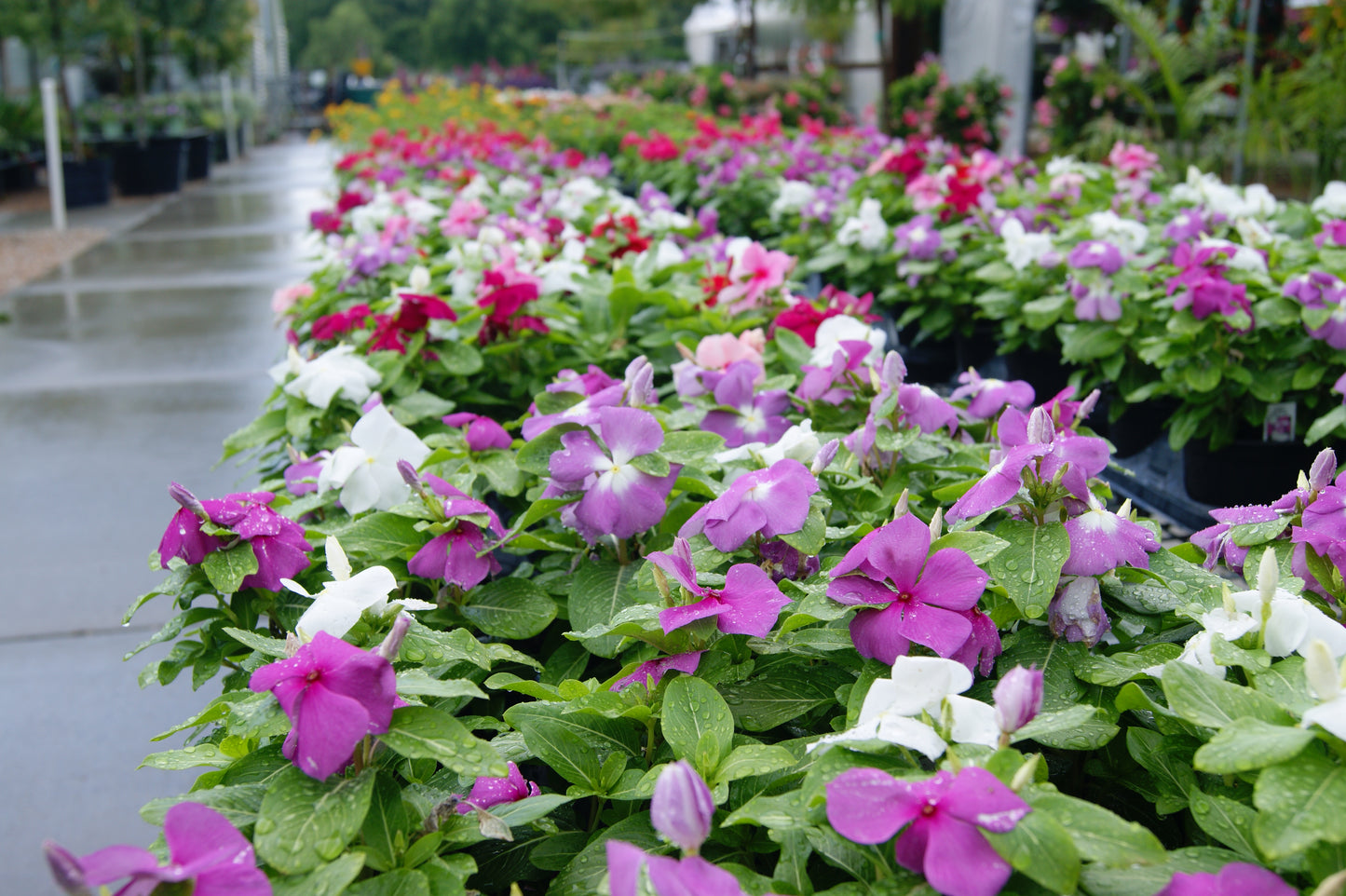 Catharanthus roseus (Madagascar)