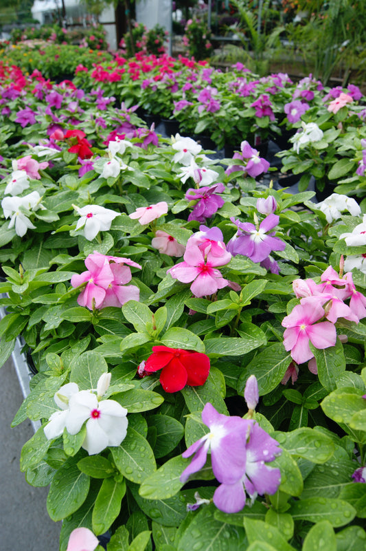 Catharanthus roseus (Madagascar)