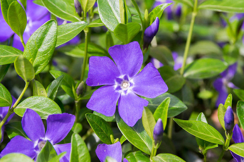 Vinca minor 'Bowles'