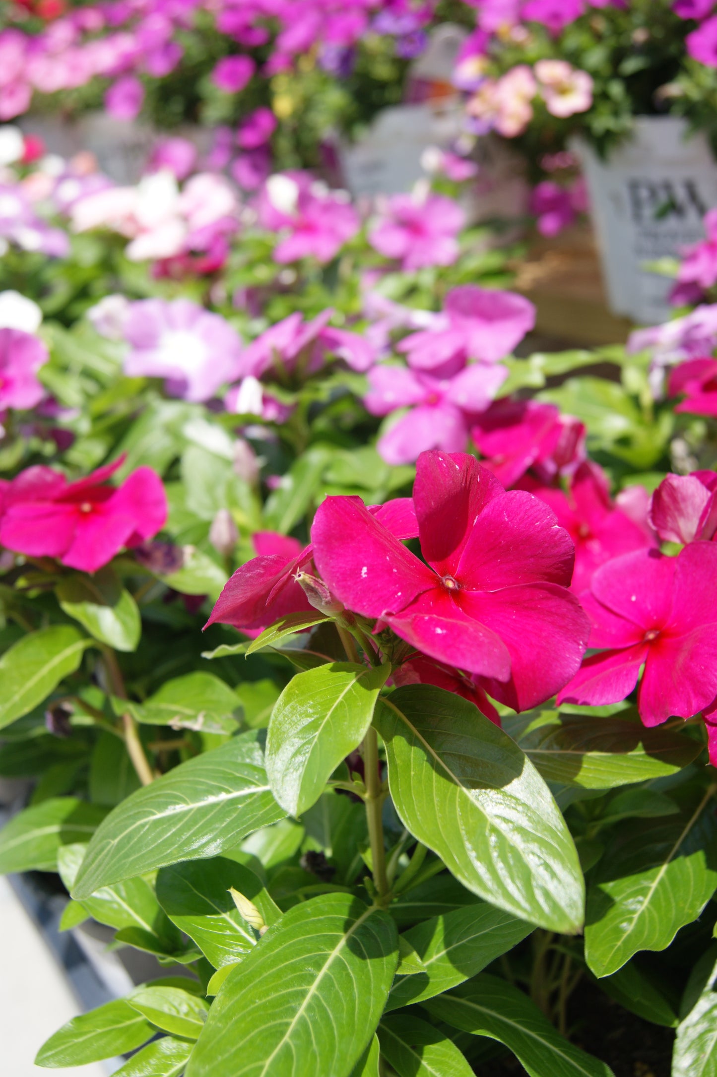 Catharanthus roseus (Madagascar)