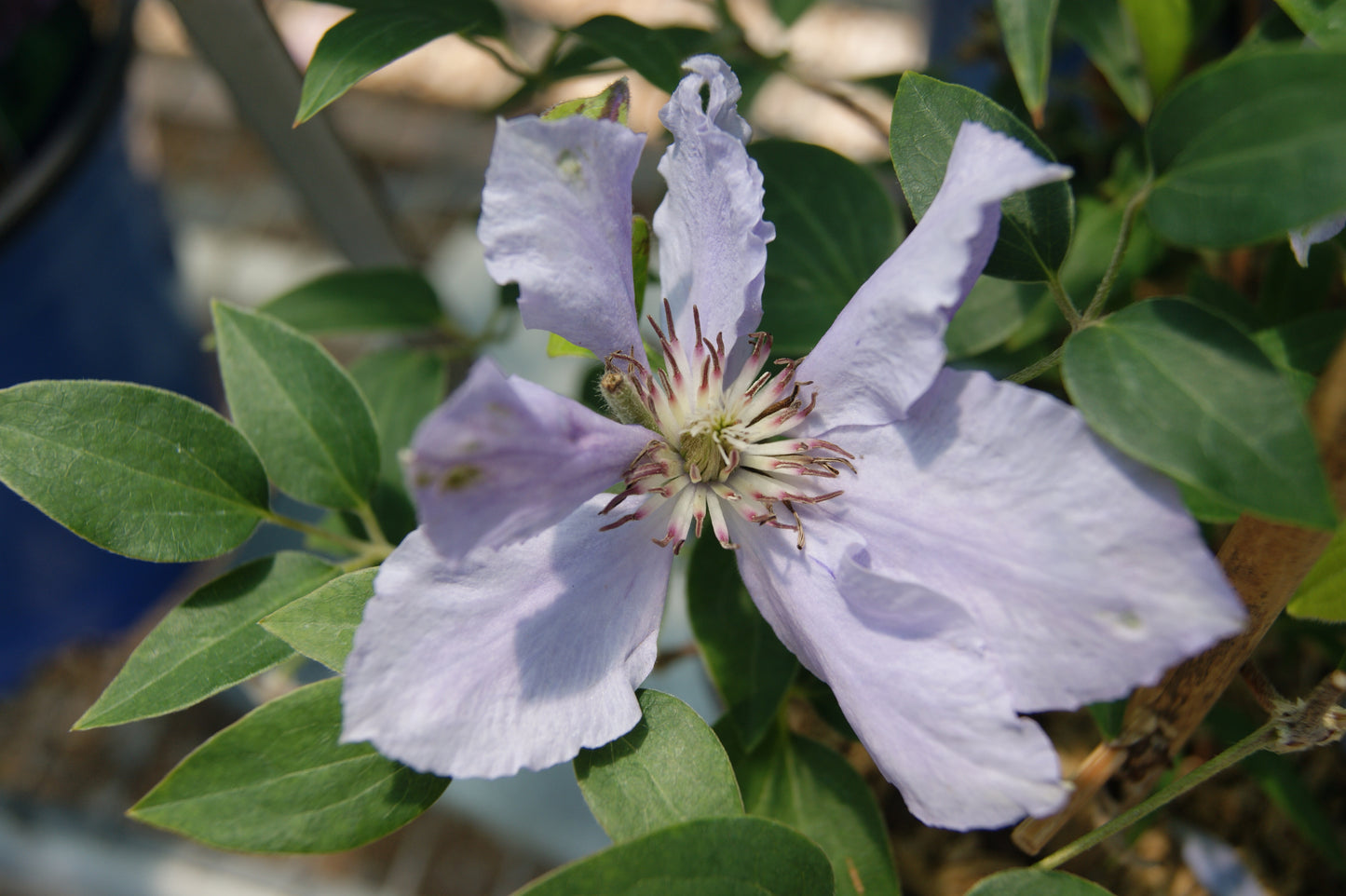 Clematis 'Boulevard Volunteer'