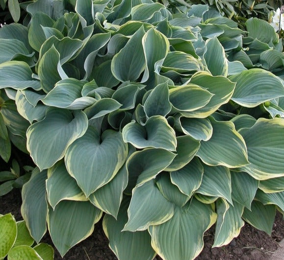 Hosta 'Regal Splendor'