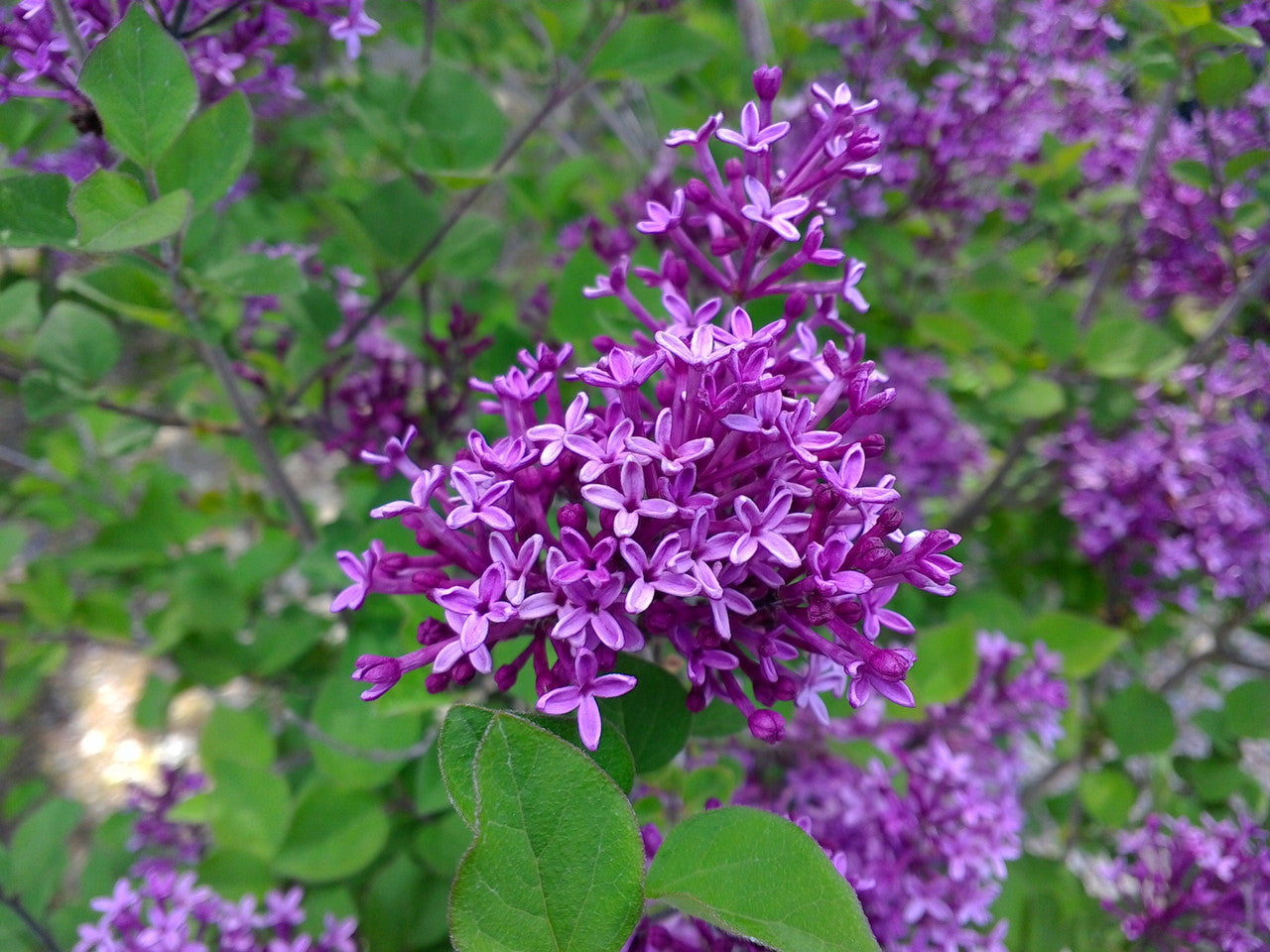 Syringa 'Bloomerang Dark Purple'