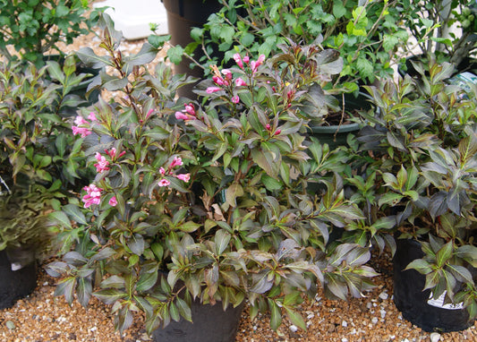 Weigela, Darkleaf 'Dark Horse' (Weigela)