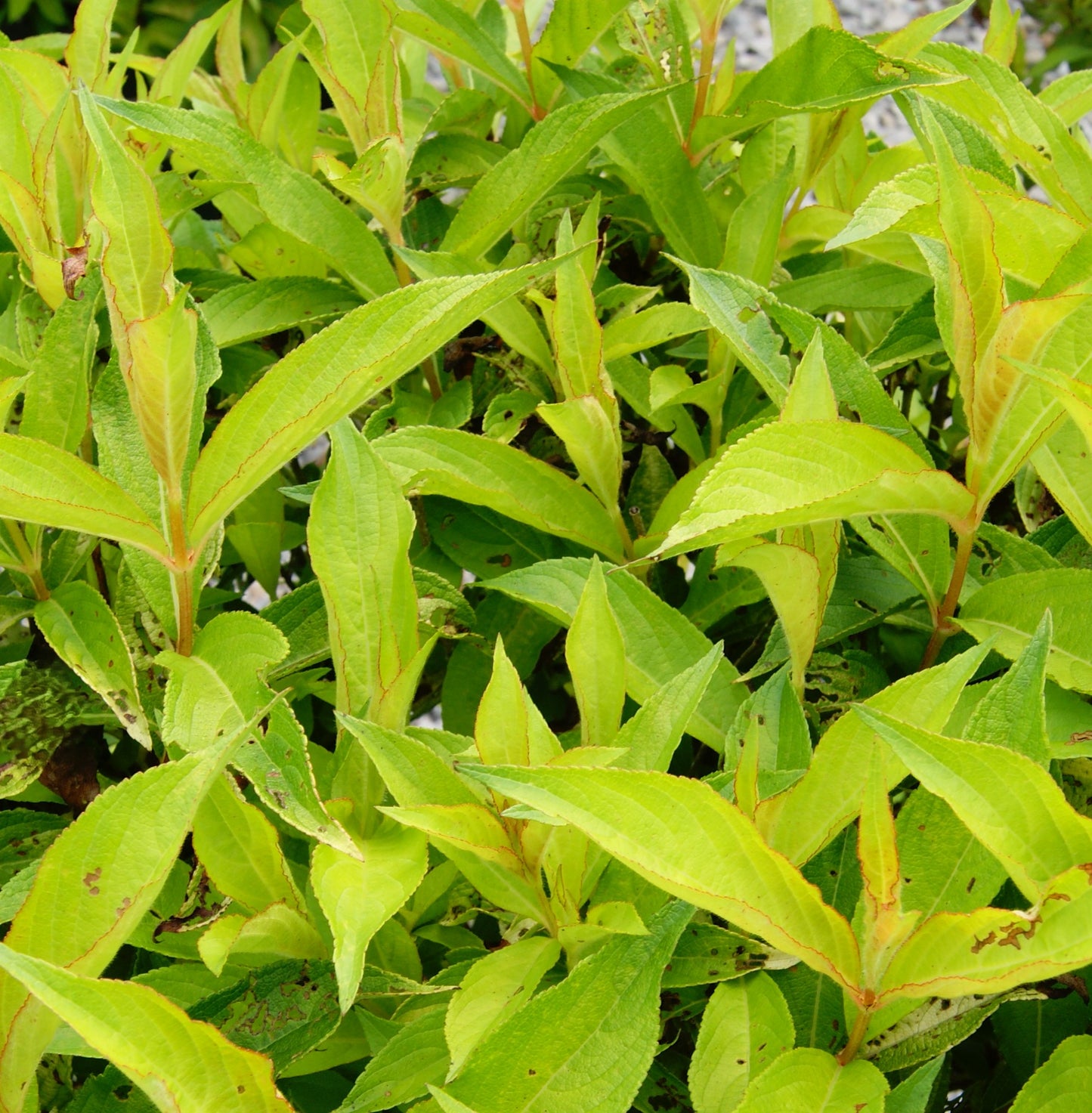 Weigela florida 'Golden Jackpot'