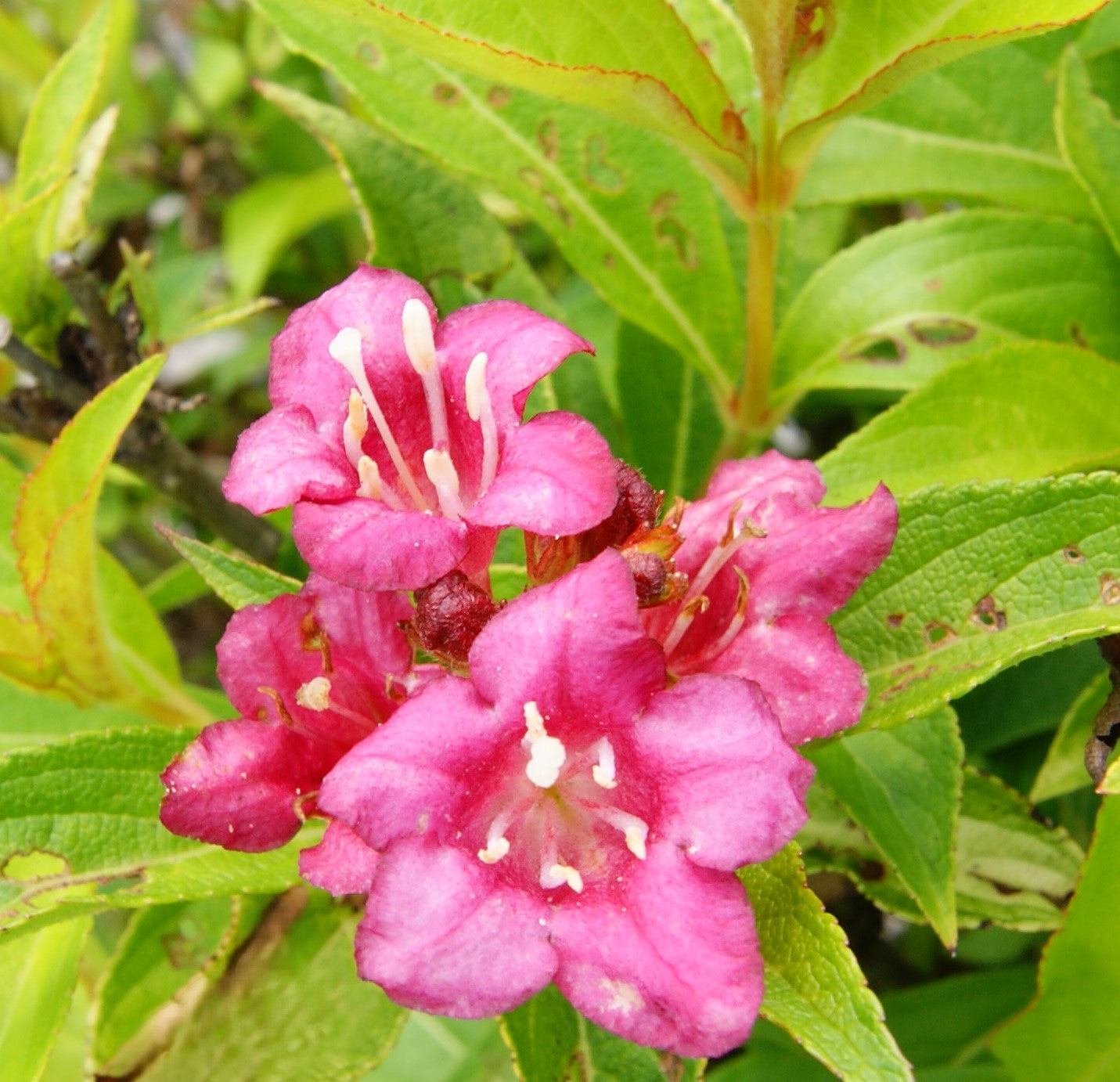 Weigela florida 'Golden Jackpot'