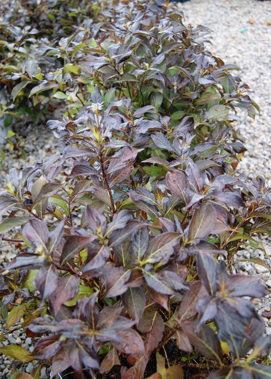 Weigela, Darkleaf 'Midnight Wine Shine' (Weigela)