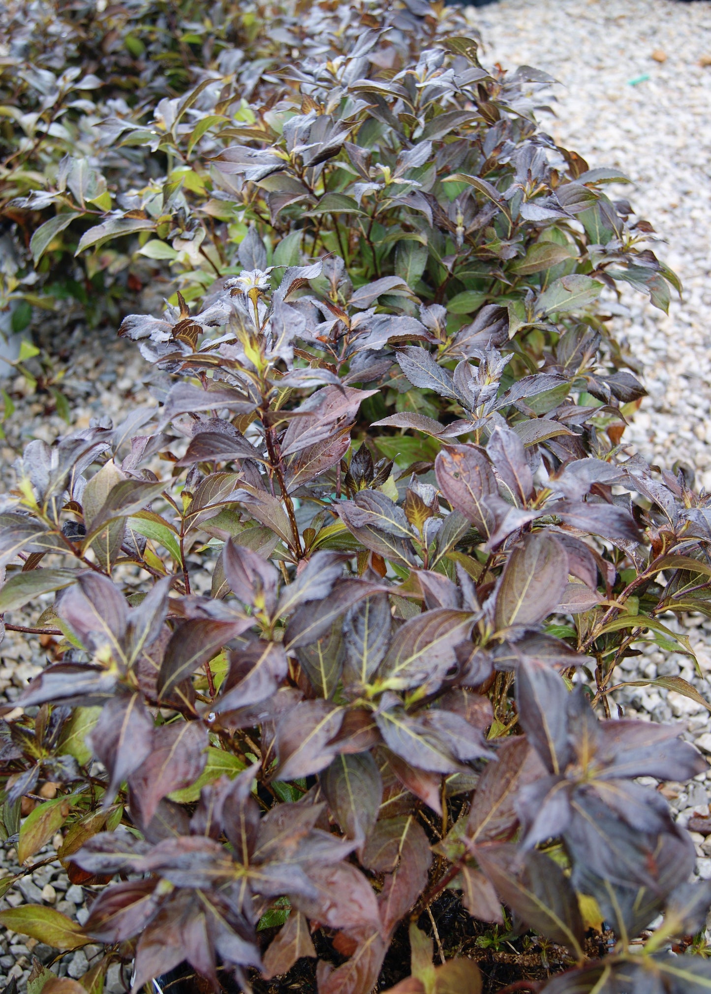 Weigela florida 'Midnight Wine Shine'