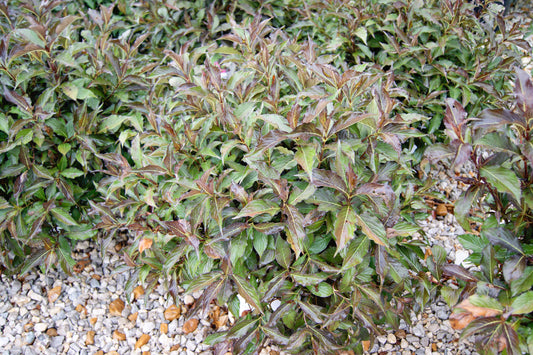 Weigela florida 'Spilled Wine'