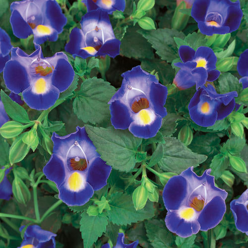 Wishbone Flower (Torenia)