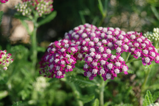 Achillea 'New Vintage Violet'