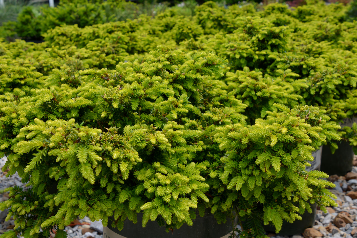 Taxus cuspidata 'Emerald Spreader'