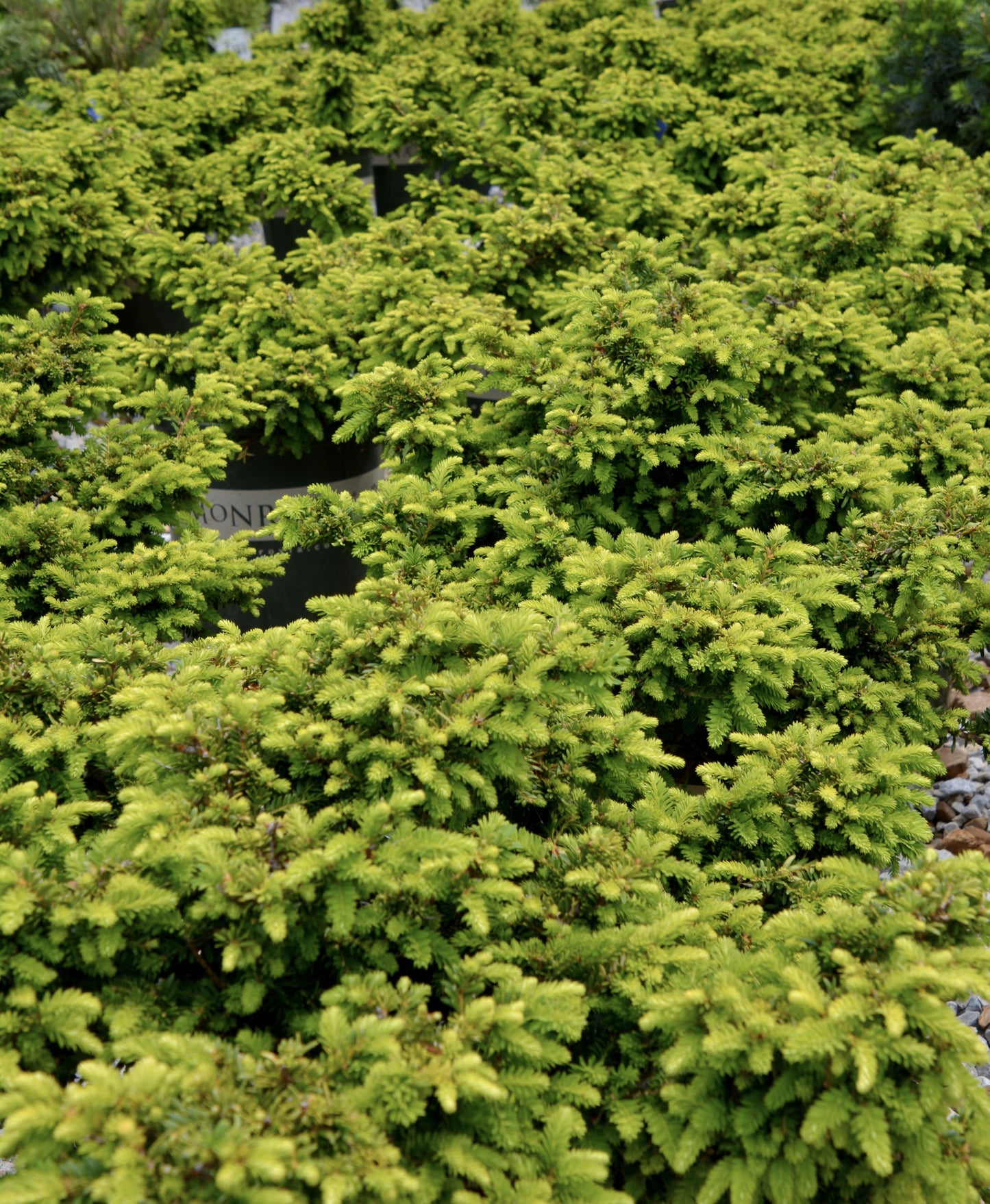 Taxus cuspidata 'Emerald Spreader'